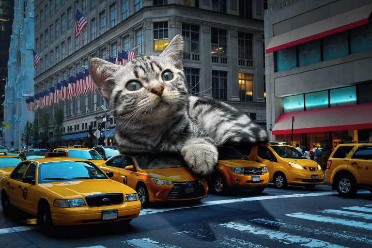 taxi animal