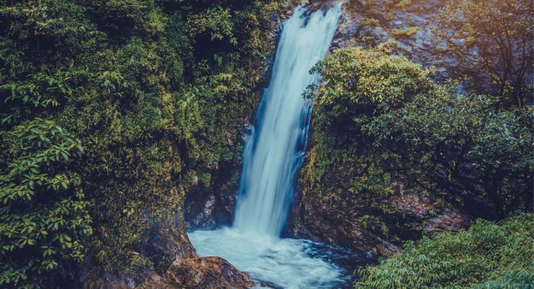 Cascade s'écoulant dans une forêt verdoyante et luxuriante