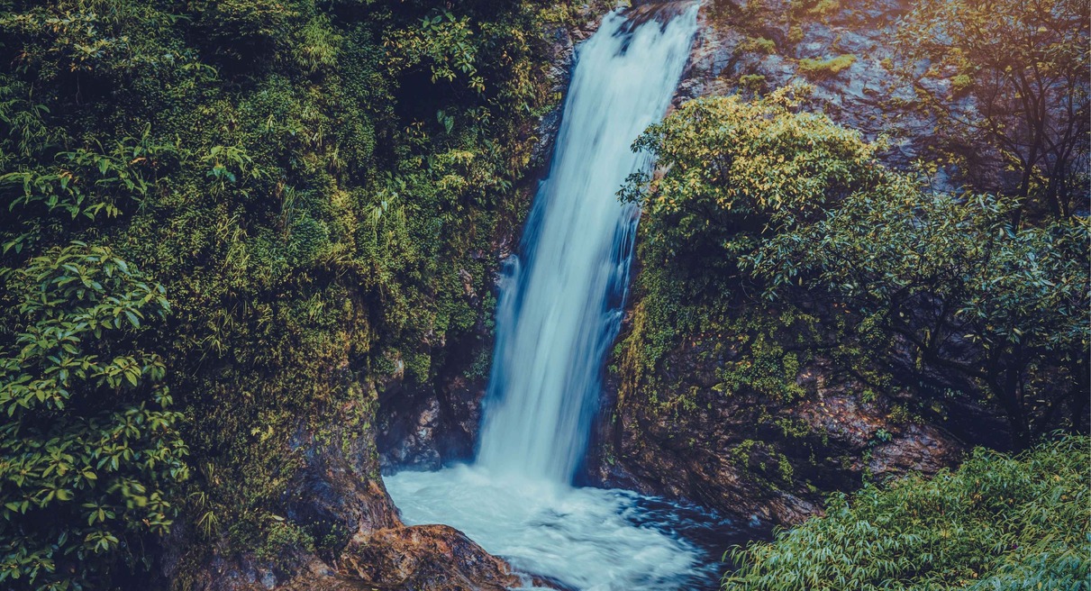 Cascade s'écoulant dans une forêt verdoyante et luxuriante