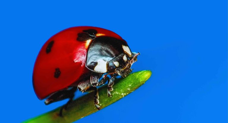 Coccinelle rouge sur une feuille verte avec arrière-plan flou en nature