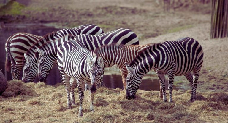 Groupe de zèbres broutant dans l'enclos d'un parc zoologique