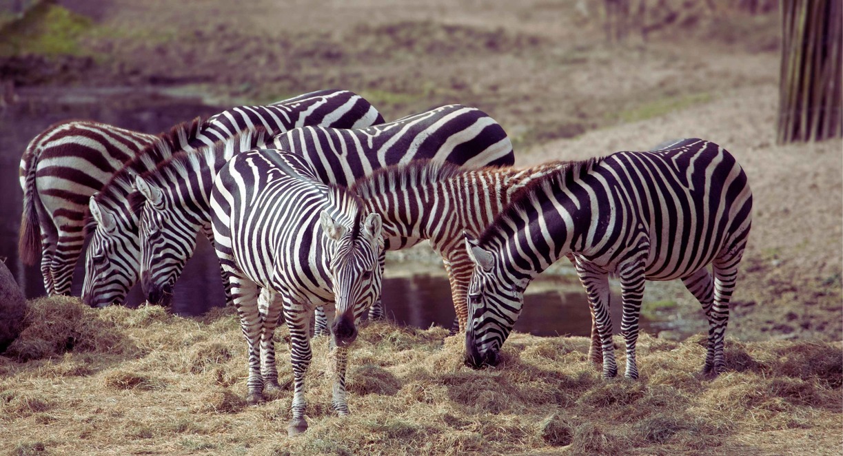 Groupe de zèbres broutant dans l'enclos d'un parc zoologique